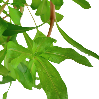 Ammannia crassicaulis in a pot