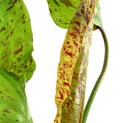 Echinodorus 'Ozelot Green' in pot