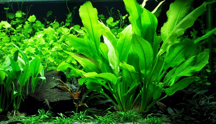 Echinodorus grisebachii 'Bleherae' XL