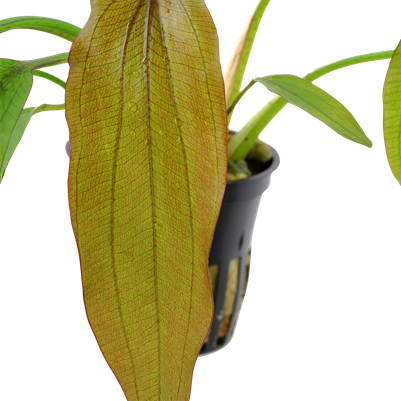 Echinodorus 'Red Diamond' - Tropica Pot
