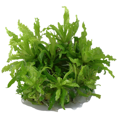 Pogostemon helferi
