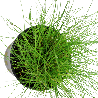 Eleocharis parvula in a pot