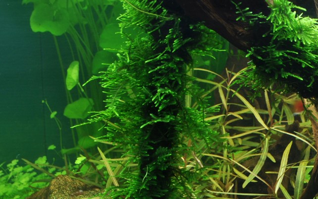 Taxiphyllum sp. «Mousse épineuse»