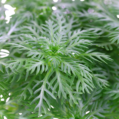 Hottonia palustris (Topf)
