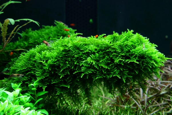 Mousse d'arbre de Noël - Vesicularia montagnei "Christmas Moss"