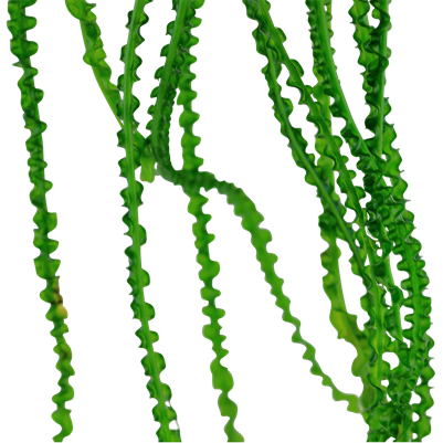 Lis crochet thaïlandais - Crinum thaianum
