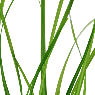 Herbe de Chypre de Helfer - Cyperus helferi