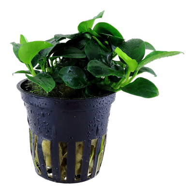 Anubias barteri 'Petite' im Topf