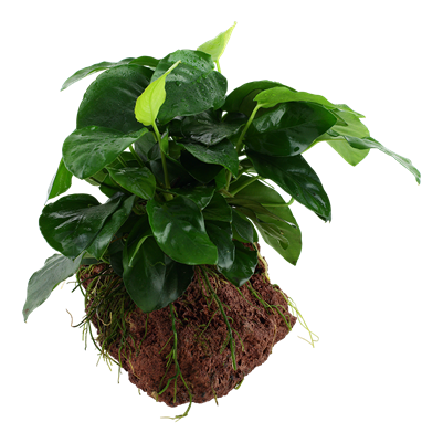 Anubias barteri var. nana auf Lavastein