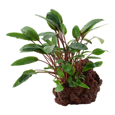 Cryptocoryne beckettii 'Petchii' auf Lavastein