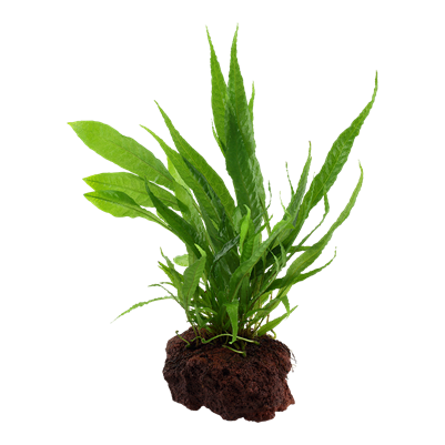 Microsorum pteropus sur pierre de lave