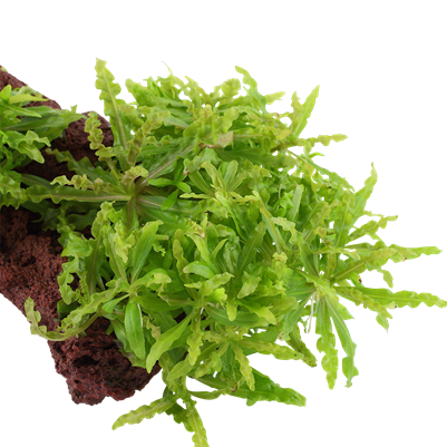 Pogostemon helferi sur pierre de lave