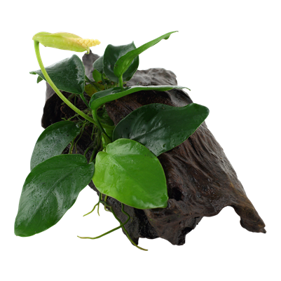 Anubias barteri var. nana auf Wurzel
