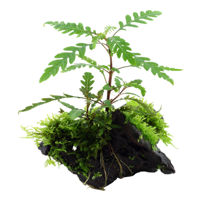 Hygrophila pinnatifida and moss on root