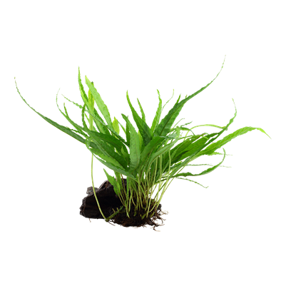 Microsorum pteropus sur racine