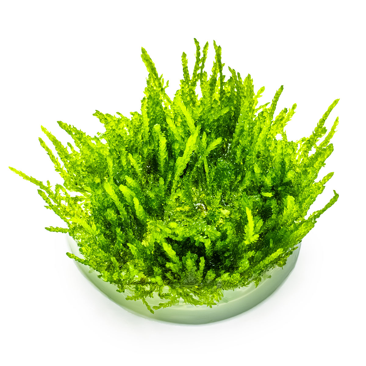 Vesicularia ferriei 'Weeping Moss'