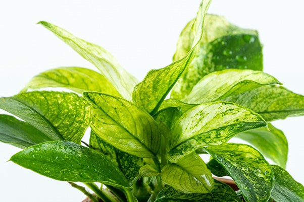 Anubias barteri var. nana ’Pinto’ im Topf