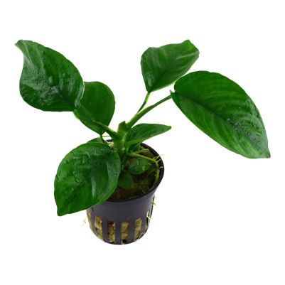 Anubias barteri var. caladiifolia im Topf