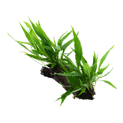 Microsorum pteropus sur racine