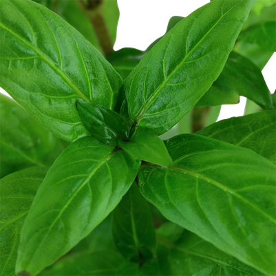 Staurogyne rampante - Staurogyne repens