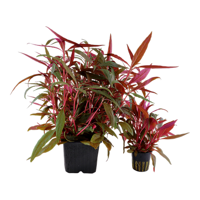 Alternanthera reineckii 'Rose' XL