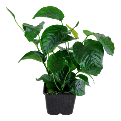 Anubias barteri var. caladiifolia XL