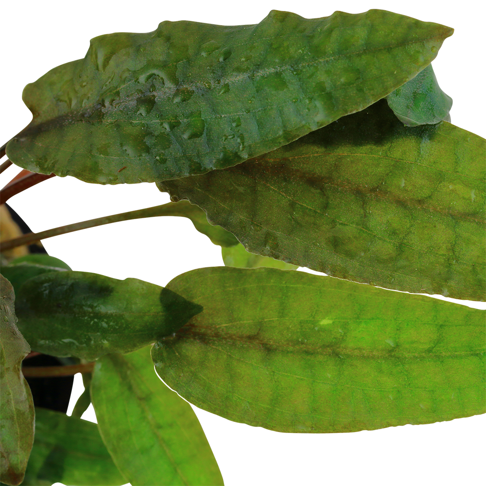 Cryptocoryne wendtii 'Tropica' (Topf)