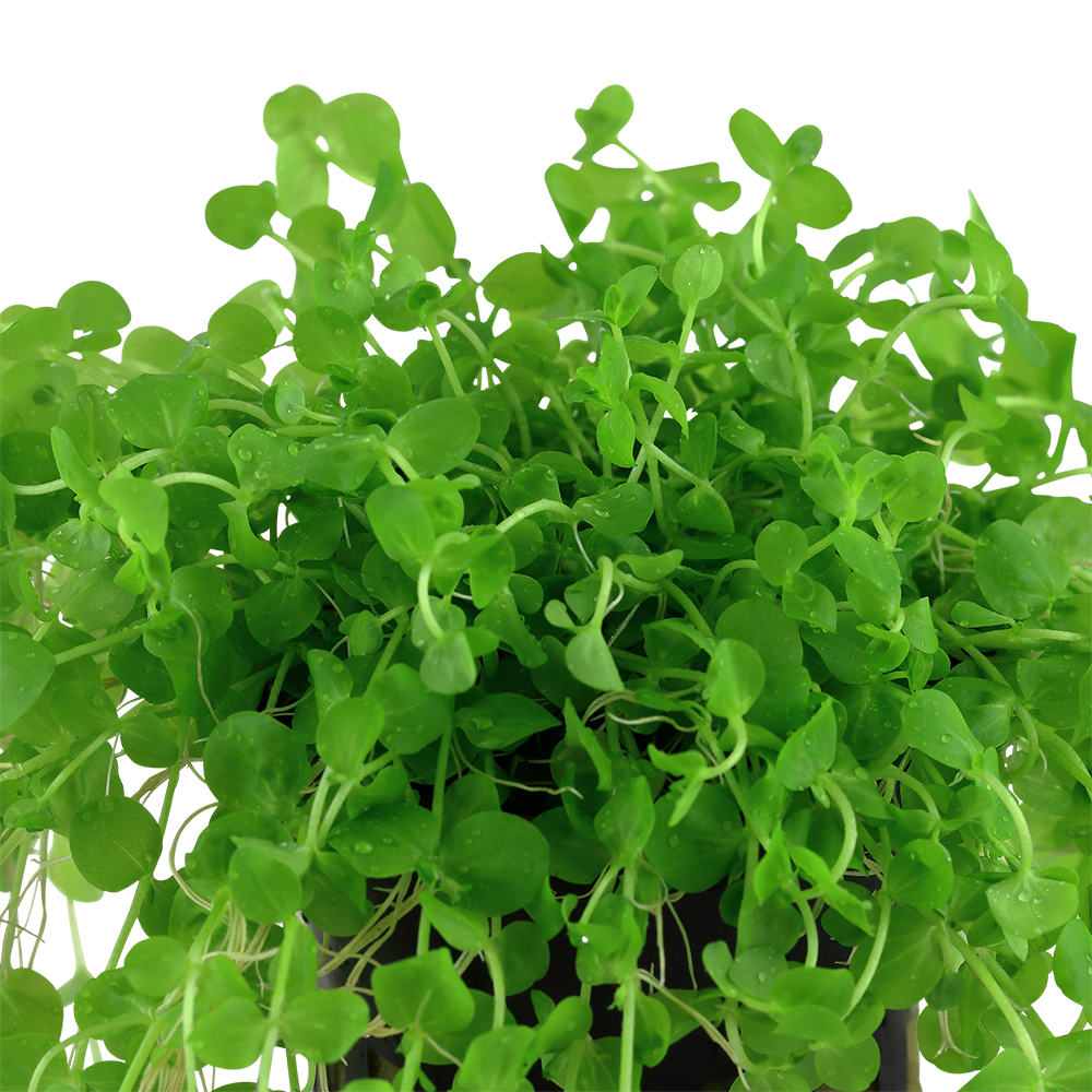 Micranthemum umbrosum (Topf)