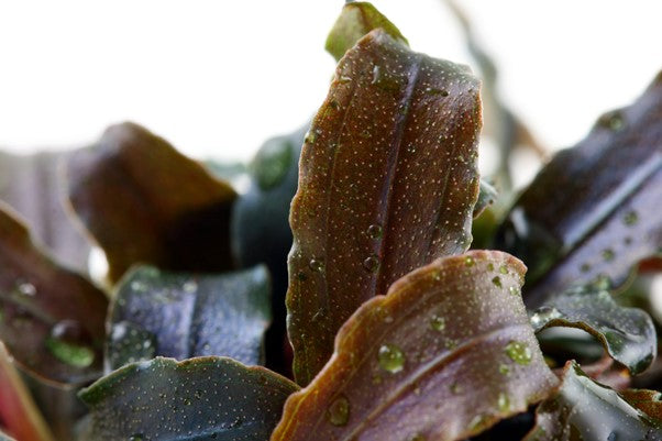 Bucephalandra 'Kedagang' (Topf)