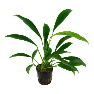 Anubias barteri var. glabra im Topf