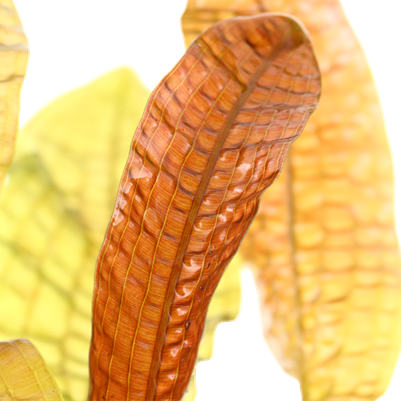 Aponogeton boivinianus - Knolle