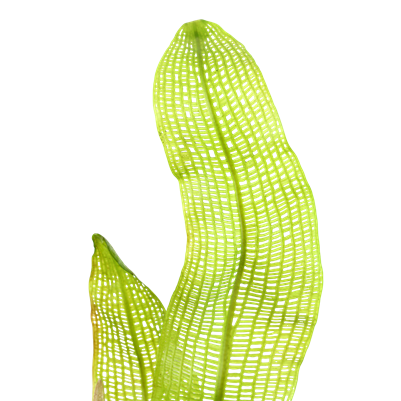 Plante en treillis de Madagascar - Aponogeton madagascariensis - tubercule