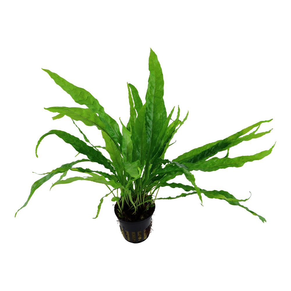 Microsorum pteropus (Topf)