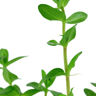 Bacopa caroliniana in a pot