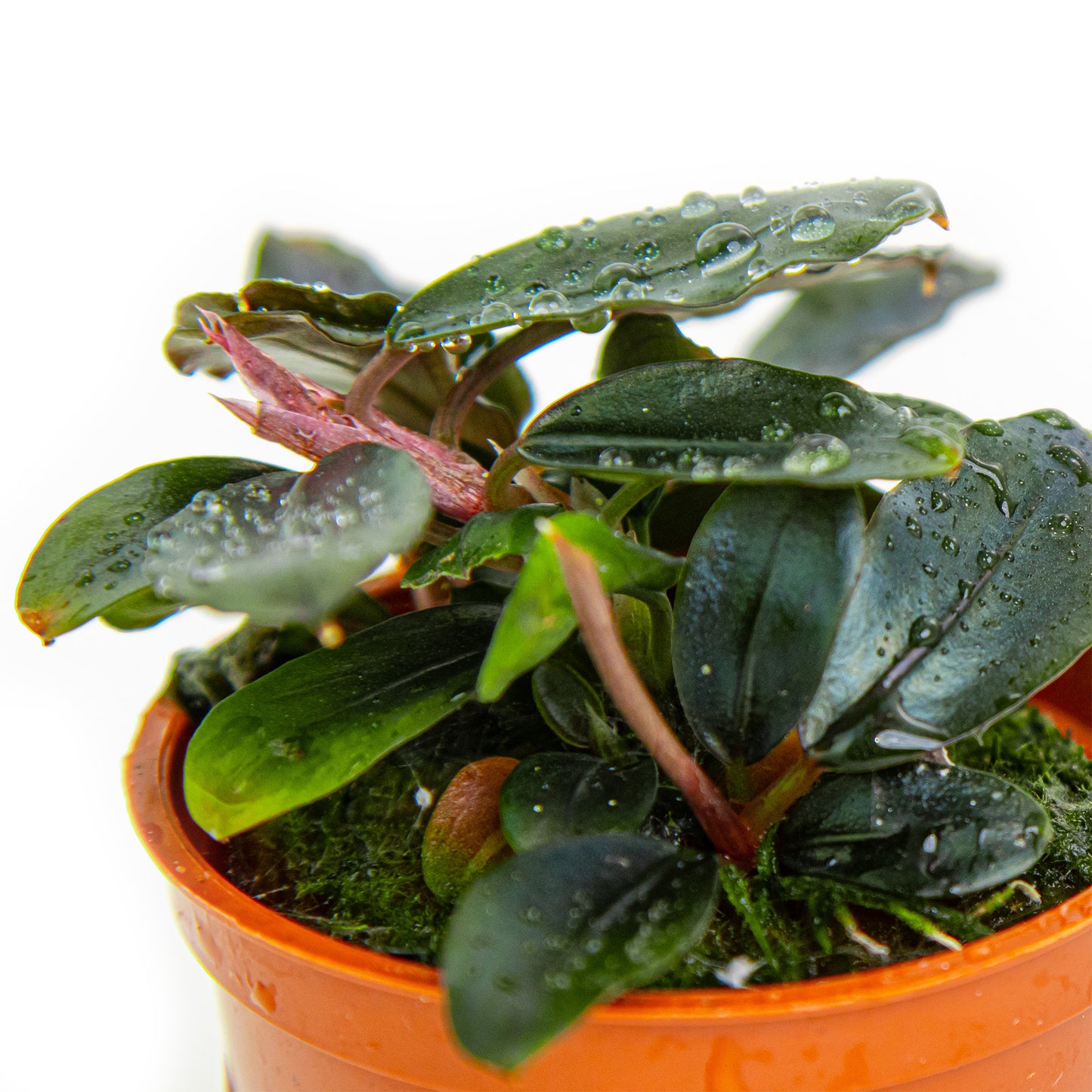 Bucephalandra sordidula 'Blue' (Topf)