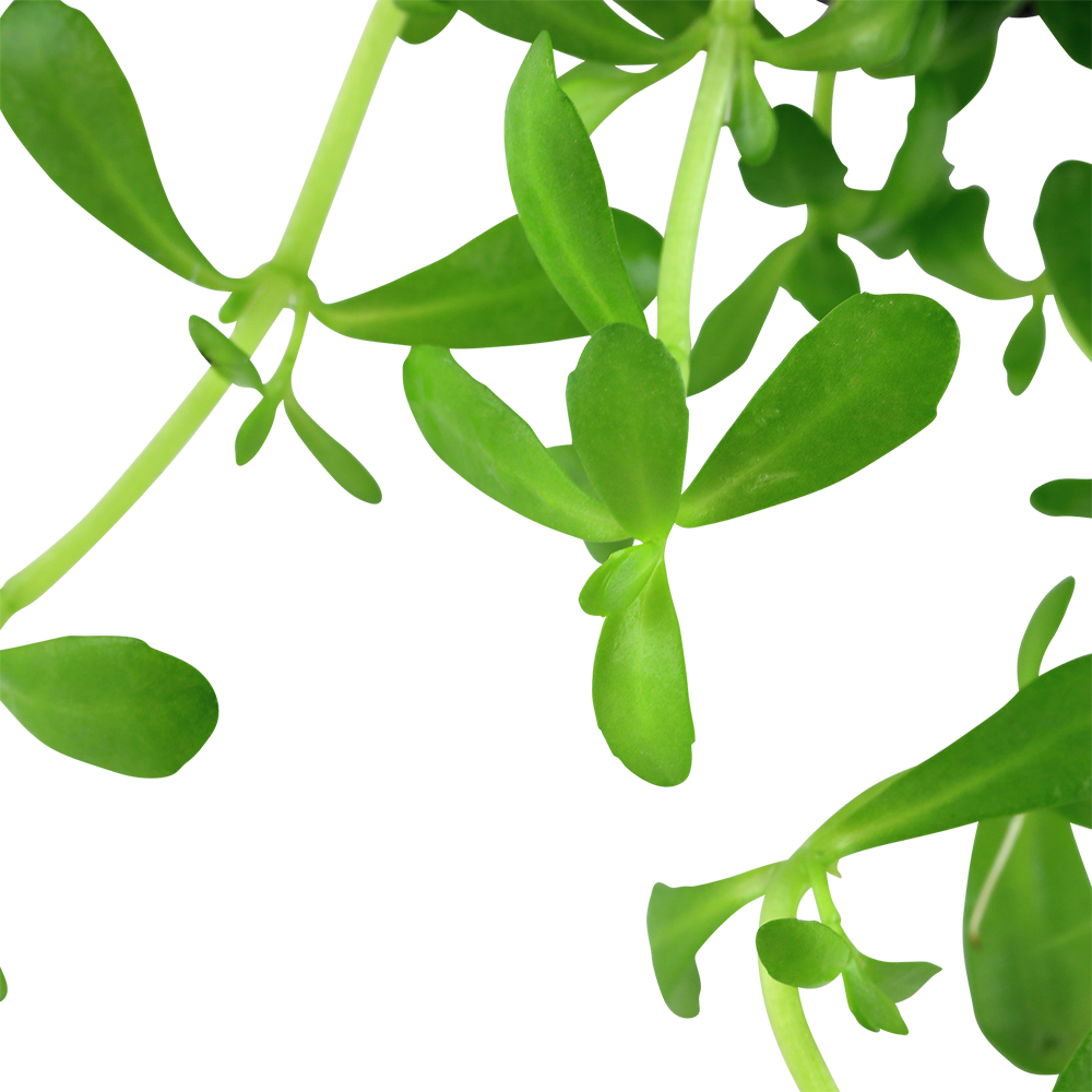 Bacopa monnieri 'Compact' (Topf)
