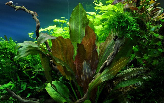 Echinodorus 'Reni' (Topf)
