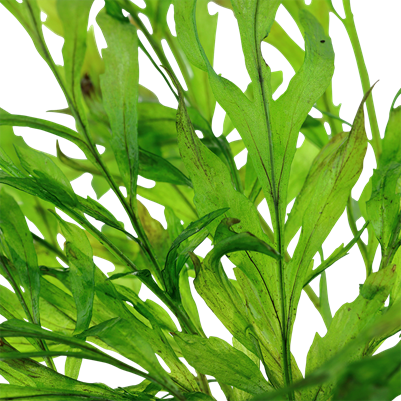 Bolbitis heudelotii en pot