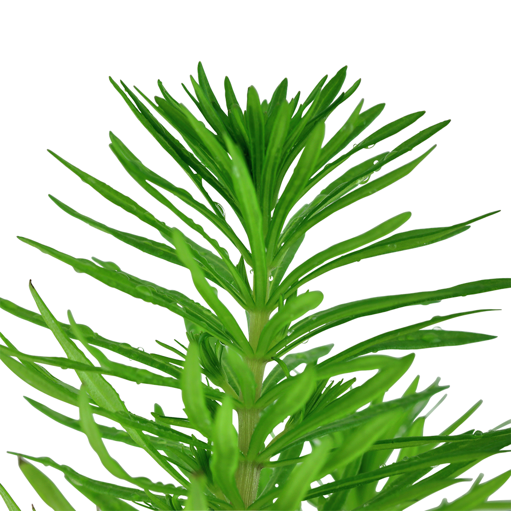 Pogostemon deccanensis (Topf)