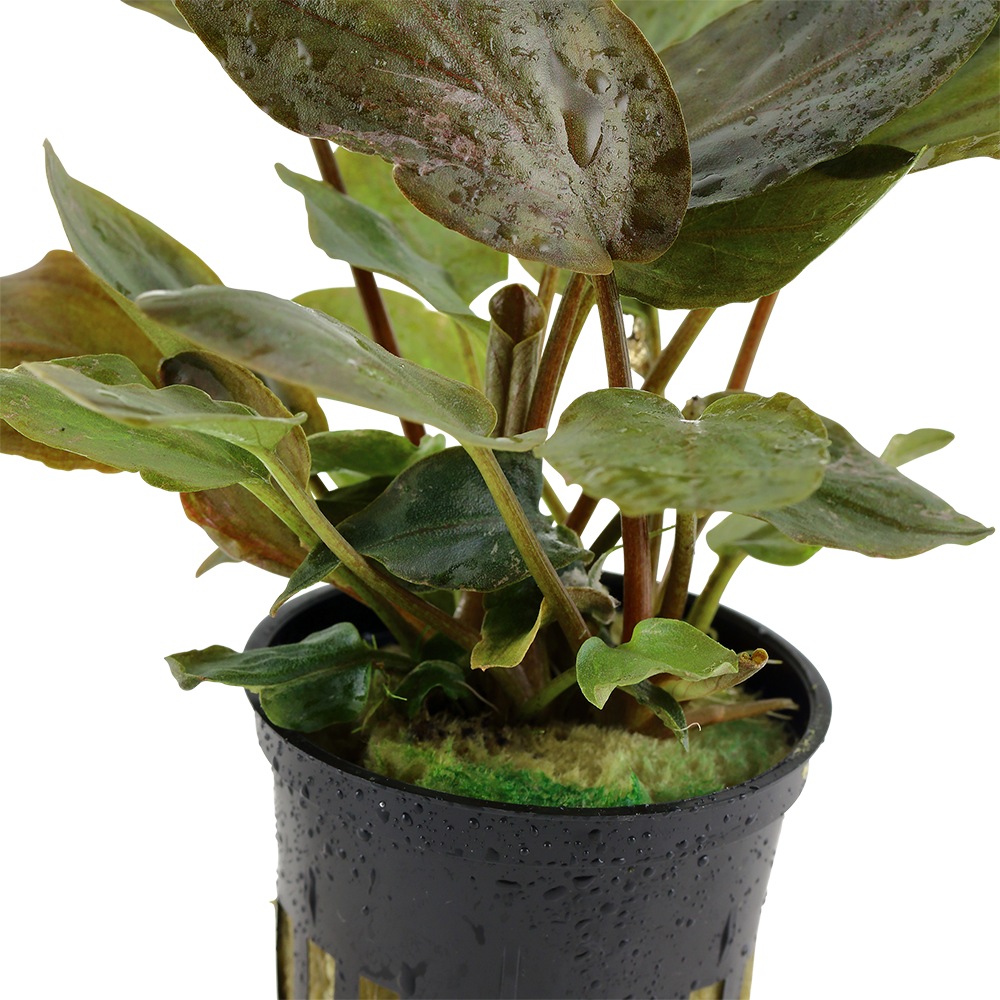 Lagenandra meeboldii 'Red' (Topf)