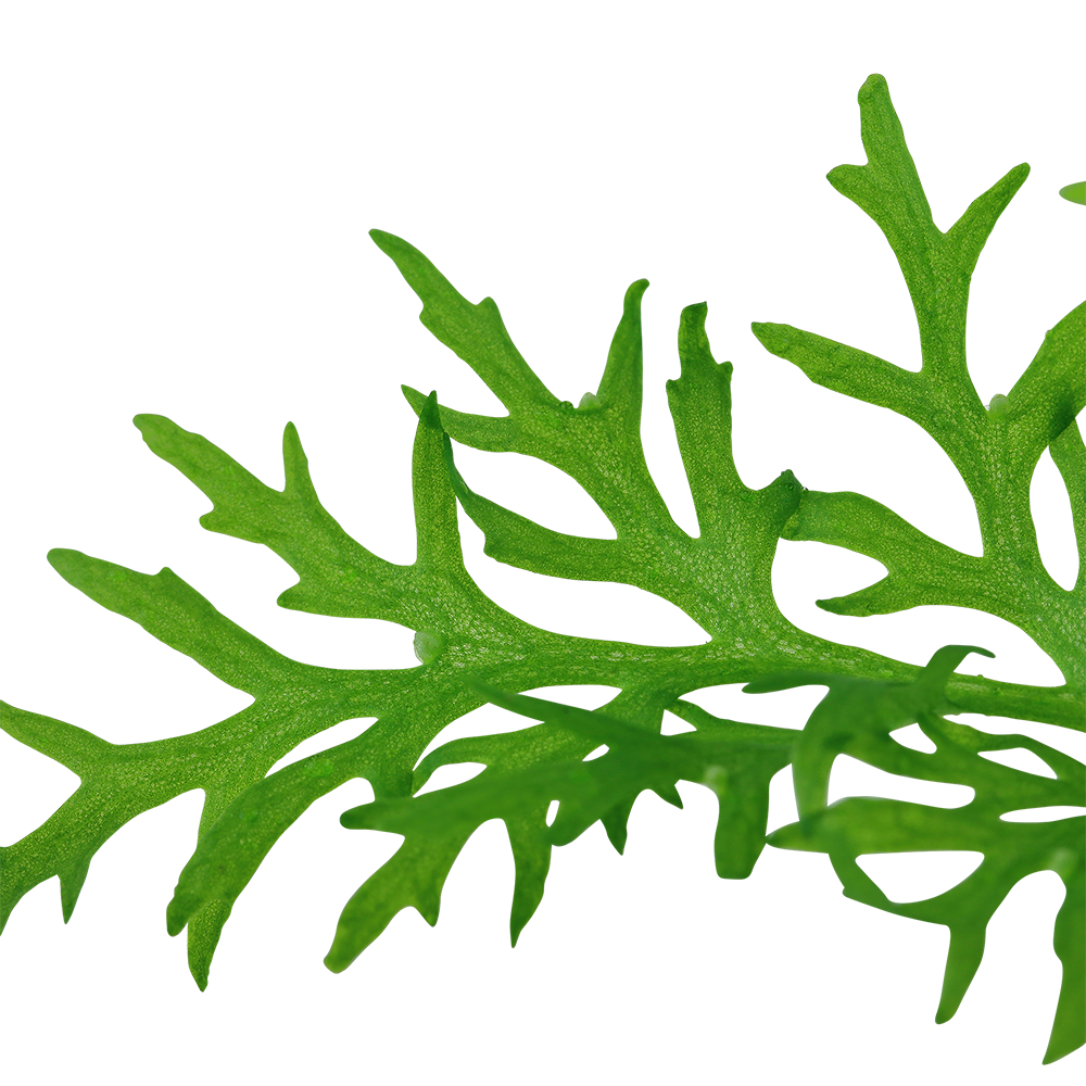 Ceratopteris thalictroides (Topf)