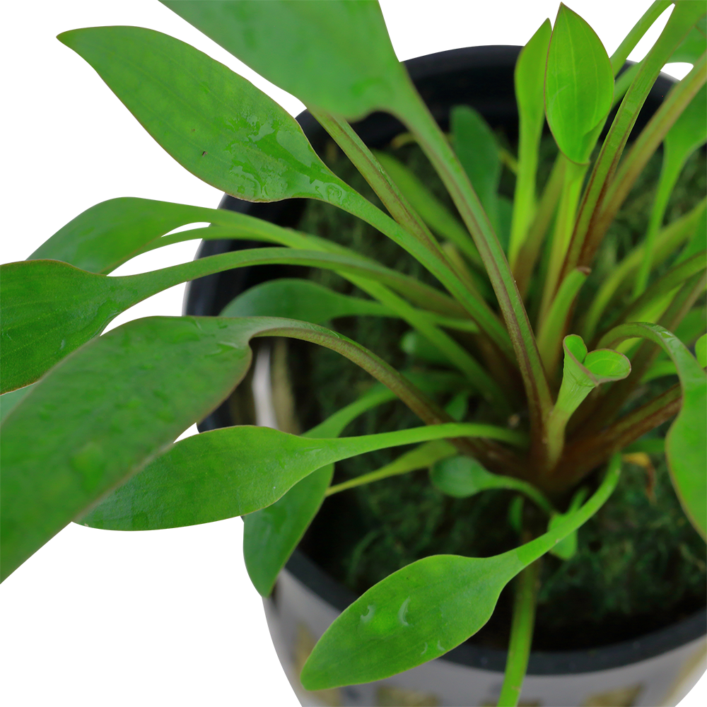 Cryptocoryne x willisii (Topf)