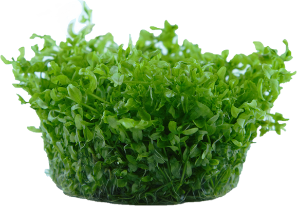 Hemianthus micranthemoides
