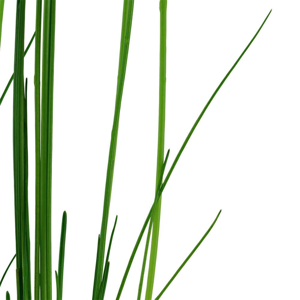 Eleocharis montevidensis in a pot