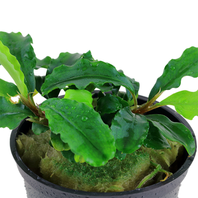 Bucephalandra pygmaea 'Bukit Kelam' en pot
