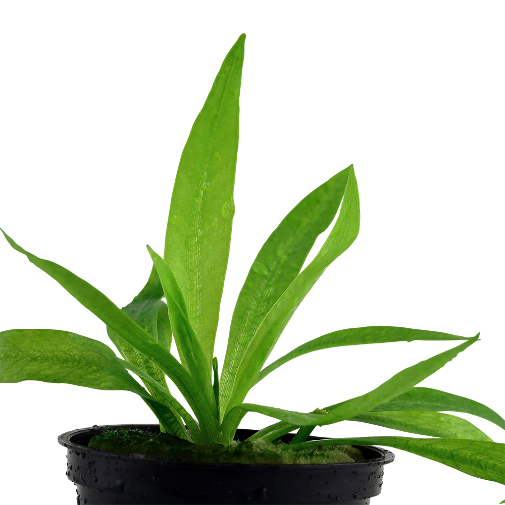 Helanthium bolivianum 'Quadricostatus' (Topf)