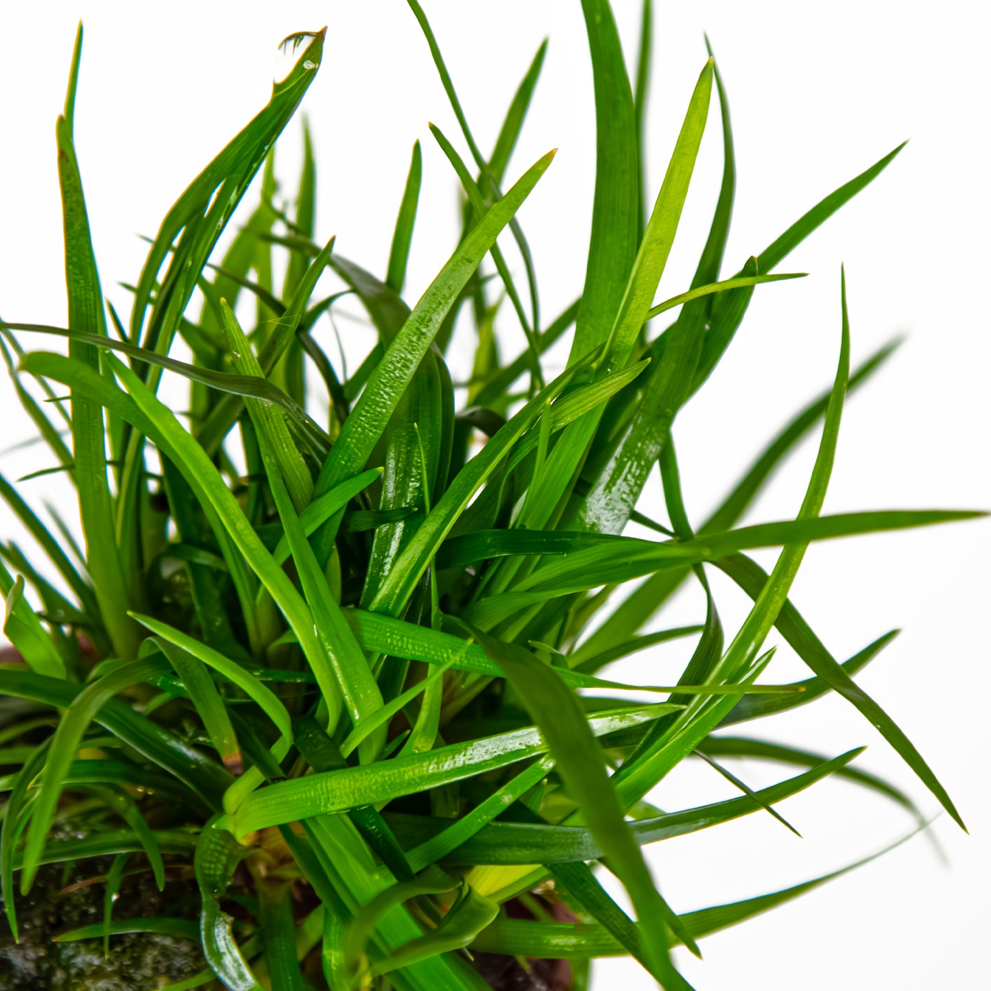 Eriocaulon sp. 'Vietnam' (Topf)