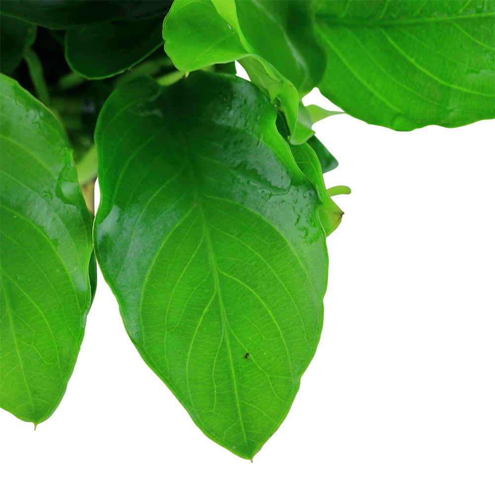Anubias barteri var. nana 'Large' (Topf)