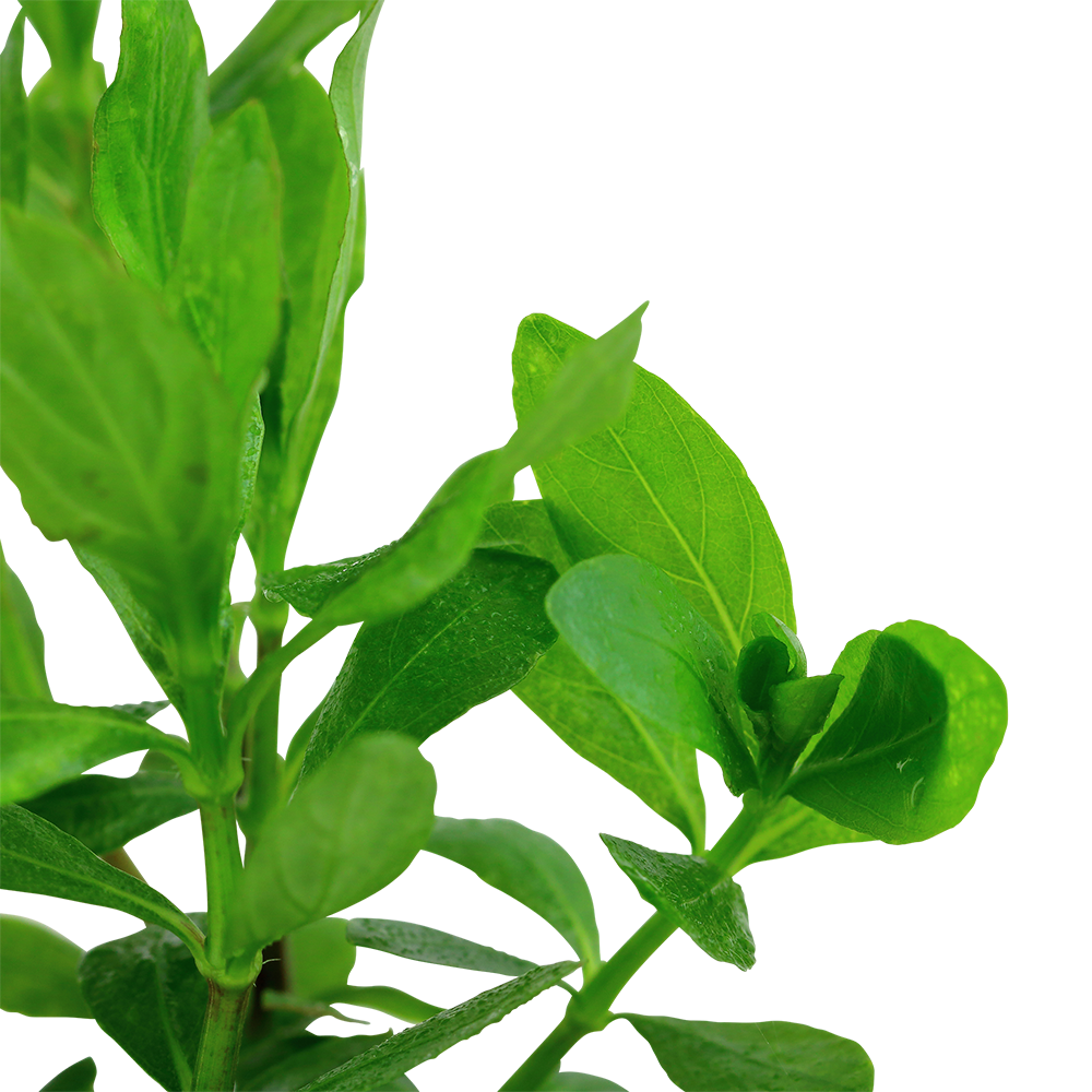 Hygrophila polysperma (Topf)