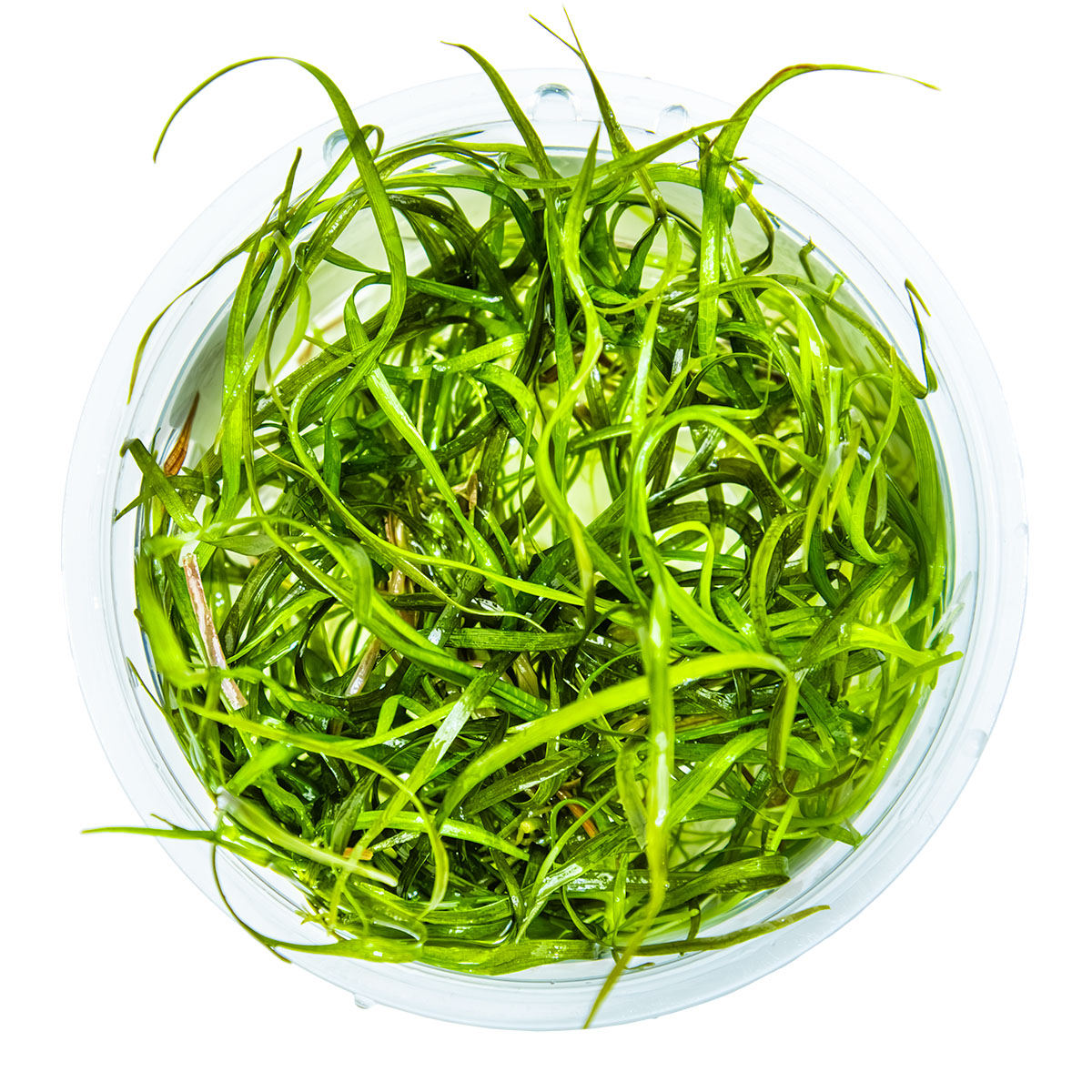 Sagittaria subulata 'Needle Leaf'